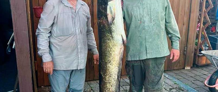 «Я в этом деле новичок, а новичкам всегда везет!» Могилевчанин показал сома почти в 180 сантиметров, которого выловил в Припяти