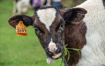 44 теленка сдохли на ферме в Ушачском районе. Скрывшую это завпроизводством отдали под суд