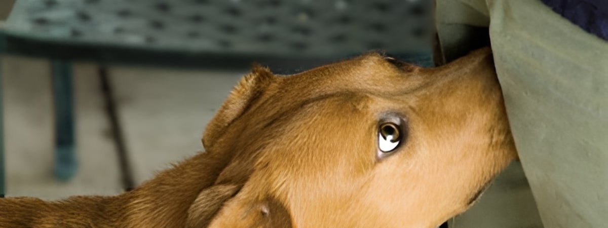 Почему собаки нюхают между ног у людей? Эксперты назвали вескую причину — Полезно