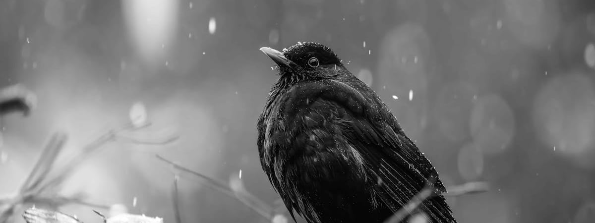 Этот гриб пропускают практически все белорусы. Чем полезен деликатесный на Западе красный груздь, и где его искать? — Видео