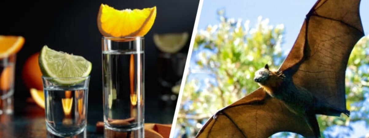 Этот алкогольный напиток может исчезнуть без летучих мышей. Учёные назвали причину — Фото