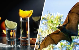 Этот алкогольный напиток может исчезнуть без летучих мышей. Учёные назвали причину — Фото