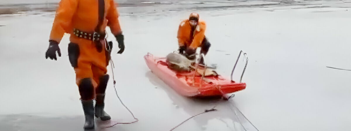Спасатели показали, как доставали козу из озера в Лепеле — Видео
