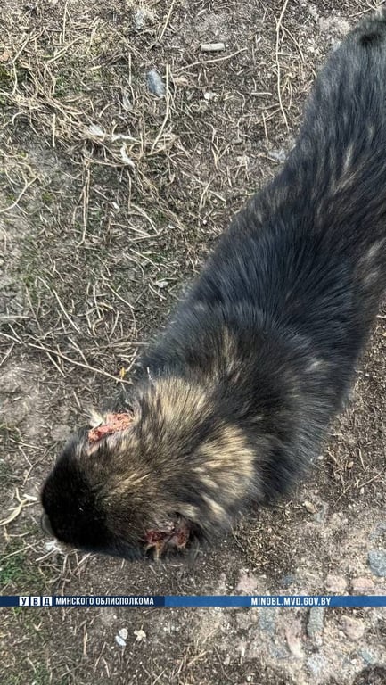 Жуть! В Беларуси мужчина отрезал собаке уши