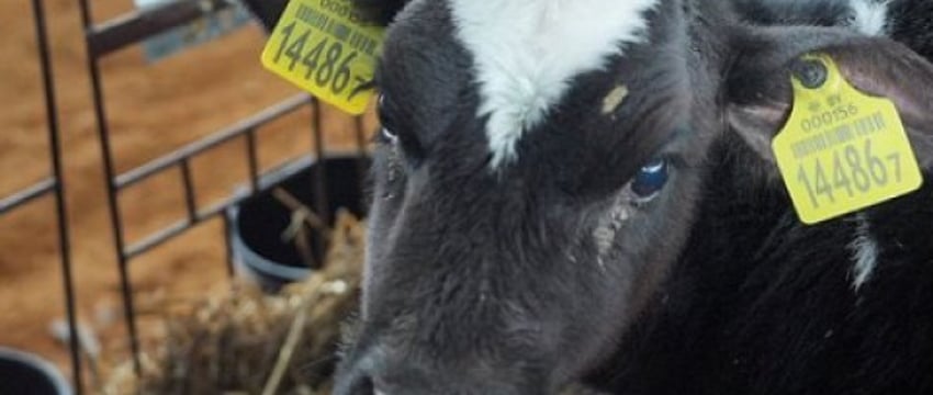 Животновод из Беларуси показала расчетник за август: впечатляющая сумма!