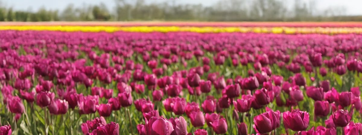 Премьер Нидерландов отверг требование Путина прекратить военную помощь Украине