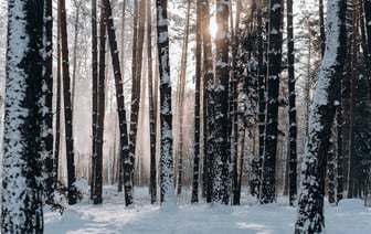 В КГБ рассказали подробности «контртеррористической операции» в Лельчицах