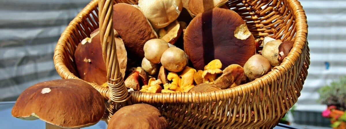 Курка, печериця, срамотник. Только заядлые грибники разглядят в иностранных словах знакомые названия — Тест