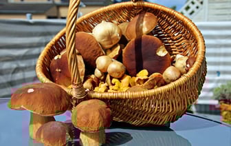 Курка, печериця, срамотник. Только заядлые грибники разглядят в иностранных словах знакомые названия — Тест