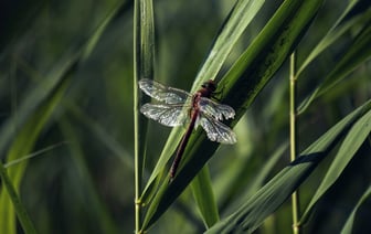 Военнообязанные в Могилевской области массово получают повестки. Рассказываем, с чем это связано