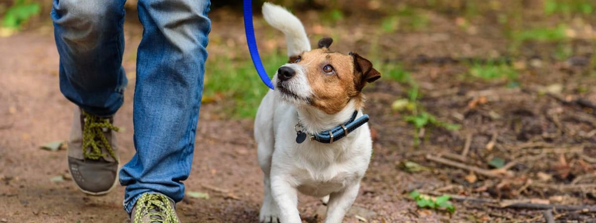 В Гродно собака напала на прохожую. Какой штраф грозит хозяйке?