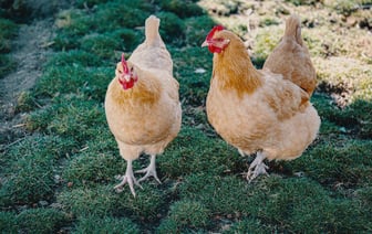 Газпром имеет 45 дней для выхода из сербской нефтекомпании NIS