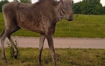 Необычное поведение лося в Беларуси
