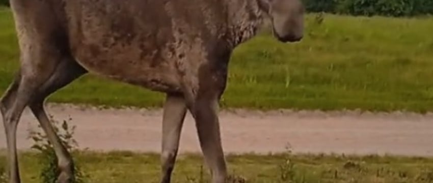 Необычное поведение лося в Беларуси