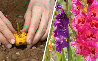 Когда сажать гладиолусы? Сделайте так — и они не будут падать при обильном цветении — Полезно