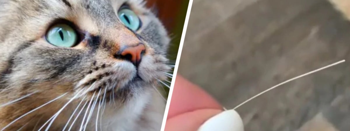 Почему коты теряют усы? Вот когда нужно обязательно сходить к ветеринару — Полезно