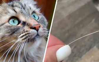 Почему коты теряют усы? Вот когда нужно обязательно сходить к ветеринару — Полезно