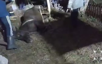 Спасатели достали из ямы лошадь в Воложинском районе