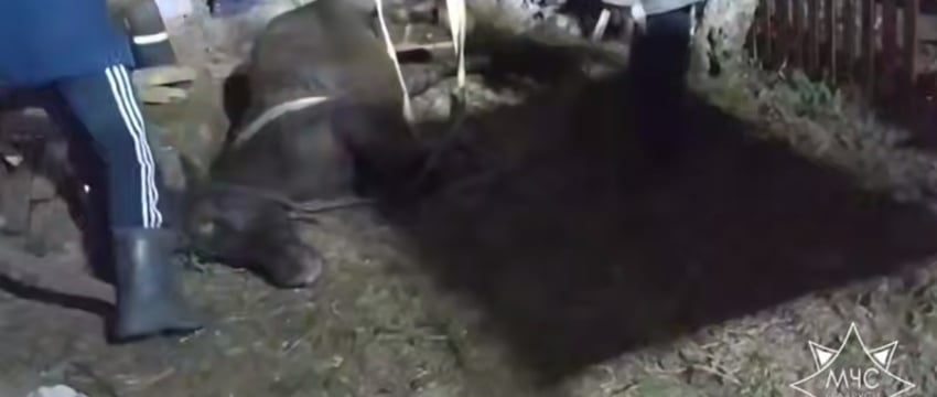 Спасатели достали из ямы лошадь в Воложинском районе
