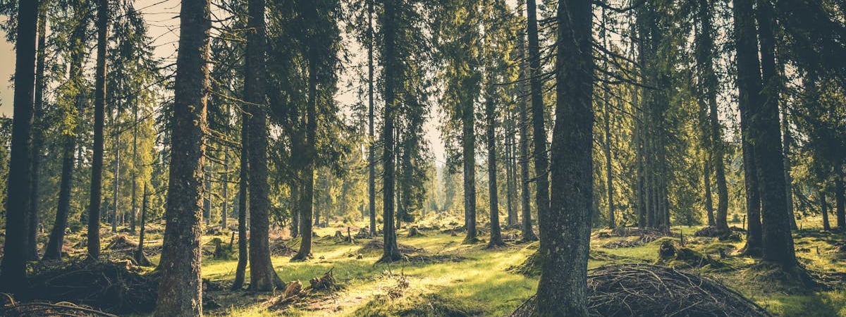 В Румынии надеются на полноправное присоединение к Шенгену с января