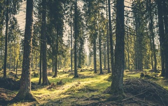 В Румынии надеются на полноправное присоединение к Шенгену с января