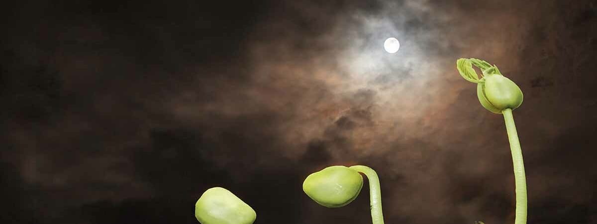 Лунный посевной календарь на февраль 2024 года. Когда лучше всего сеять белорусам? — Полезно