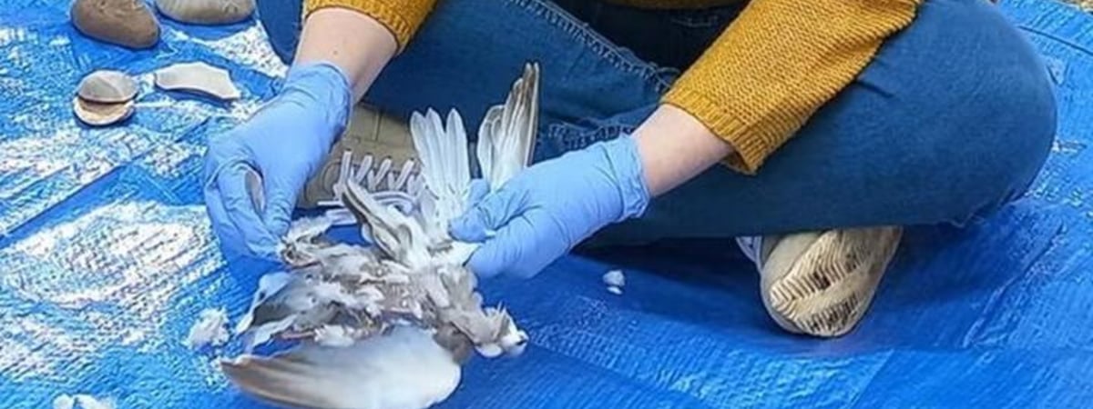 Археологи приготовили несколько блюд по рецептам неандертальцев