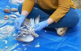 Археологи приготовили несколько блюд по рецептам неандертальцев