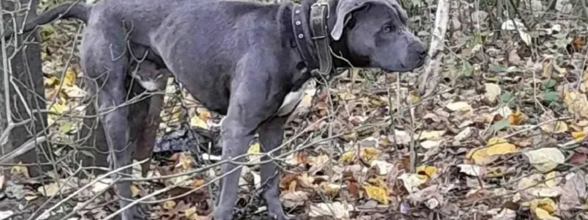 В Бресте хозяева привязали в лесу собаку к дереву и оставили умирать