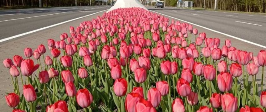 Улицы Бреста весной украсят 100 тыс. тюльпанов