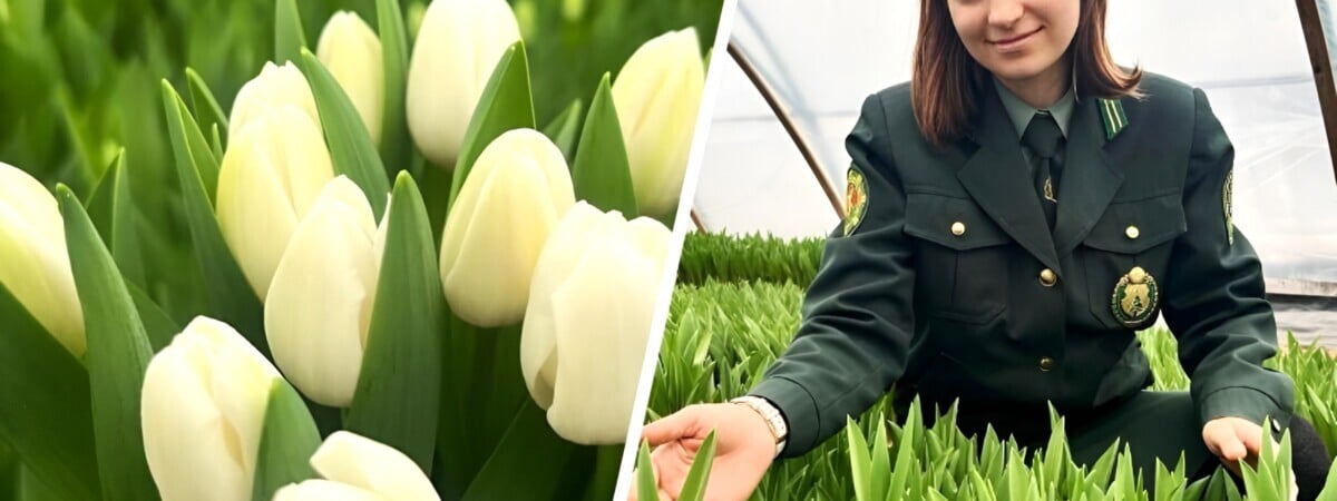 Лесхоз на Гомельщине вырастил первые тюльпаны «элитных голландских сортов». Сколько за штуку?