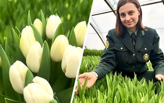 Лесхоз на Гомельщине вырастил первые тюльпаны «элитных голландских сортов». Сколько за штуку?