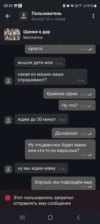 «Делают взрослый голос, врут про маму». Зачем школьникам массово понадобились щенки?