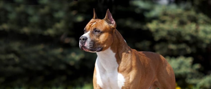 В Слуцке мужчина выбросил собаку с 4-го этажа