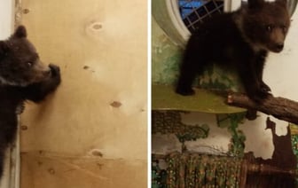 Два года назад в Беларуси спасли медвежонка-сироту и отправили на реабилитацию в Румынию. Как у него дела?