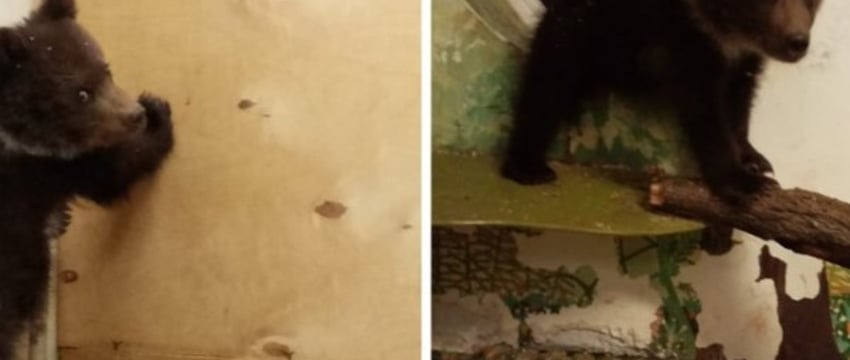 Два года назад в Беларуси спасли медвежонка-сироту и отправили на реабилитацию в Румынию. Как у него дела?