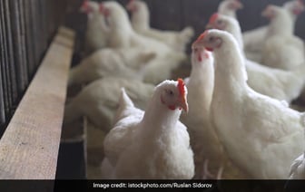 Первый подтвержденный случай смерти человека от птичьего гриппа H5N2 произошел по нескольким причинам: ВОЗ
