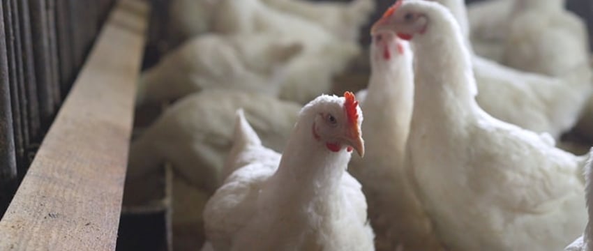 Первый подтвержденный случай смерти человека от птичьего гриппа H5N2 произошел по нескольким причинам: ВОЗ