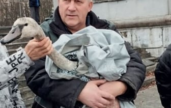 В Каменецком районе спасли лебедя. Подробности истории