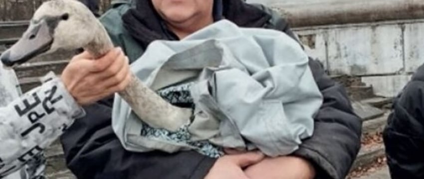 В Каменецком районе спасли лебедя. Подробности истории