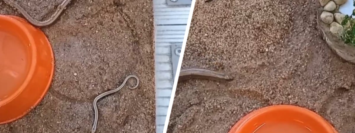 Гродненский зоопарк показал детенышей безногой ящерицы — Видео