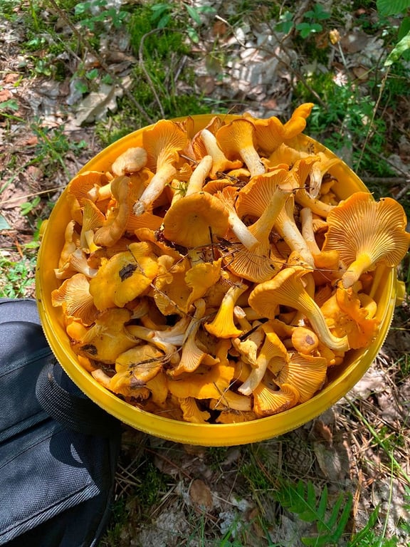 Грибное сумасшествие: белорусы делятся фотографиями лесного урожая