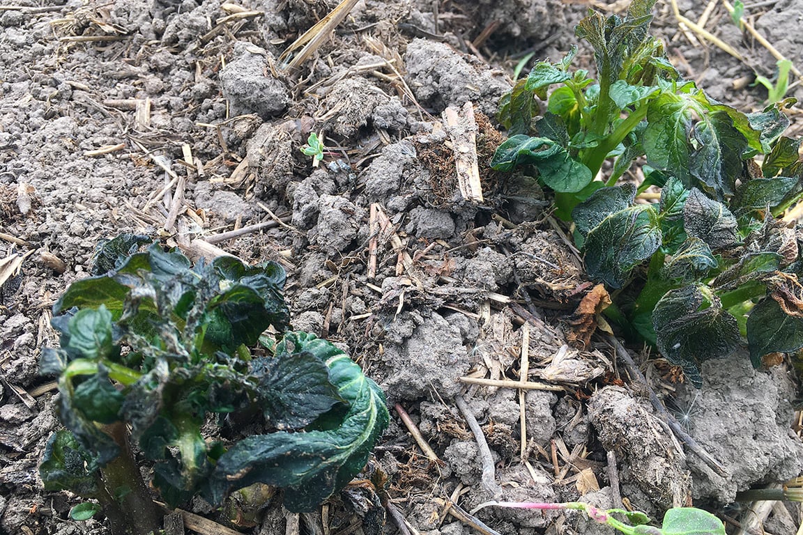 Поврежденный заморозками картофель. Фото ННВ