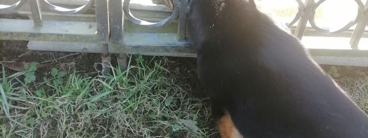 В Островце спасли девочку, у которой застряла нога в батарее, а в Волковыске пришли на помощь собаке