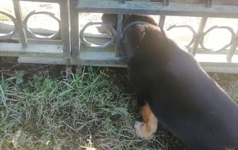 В Островце спасли девочку, у которой застряла нога в батарее, а в Волковыске пришли на помощь собаке