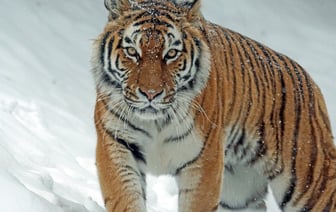 Цунами ударило по побережью Японии после мощного землетрясения