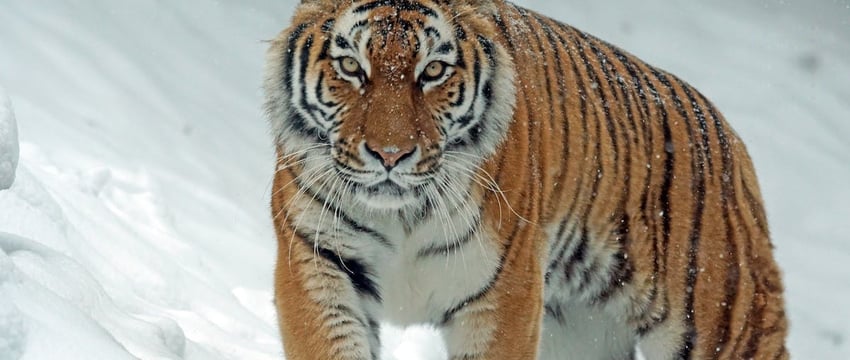 Цунами ударило по побережью Японии после мощного землетрясения