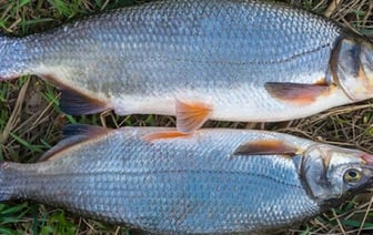 В Беларуси все чаще ловят краснокнижную рыбу: как не попасть на большой штраф