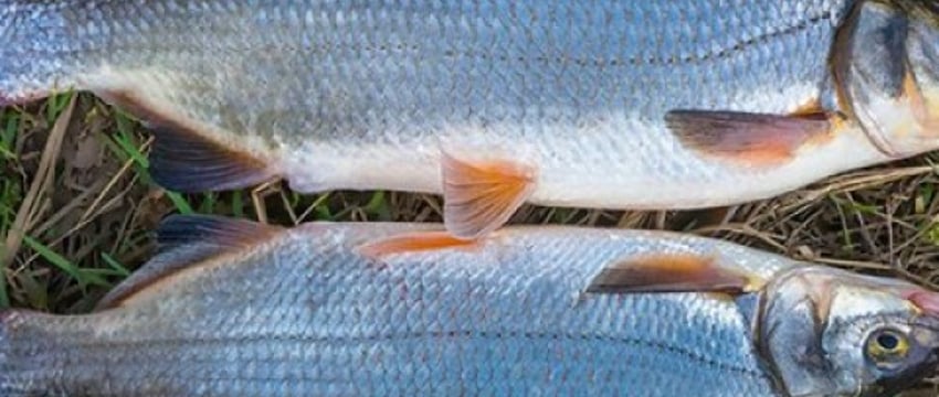 В Беларуси все чаще ловят краснокнижную рыбу: как не попасть на большой штраф