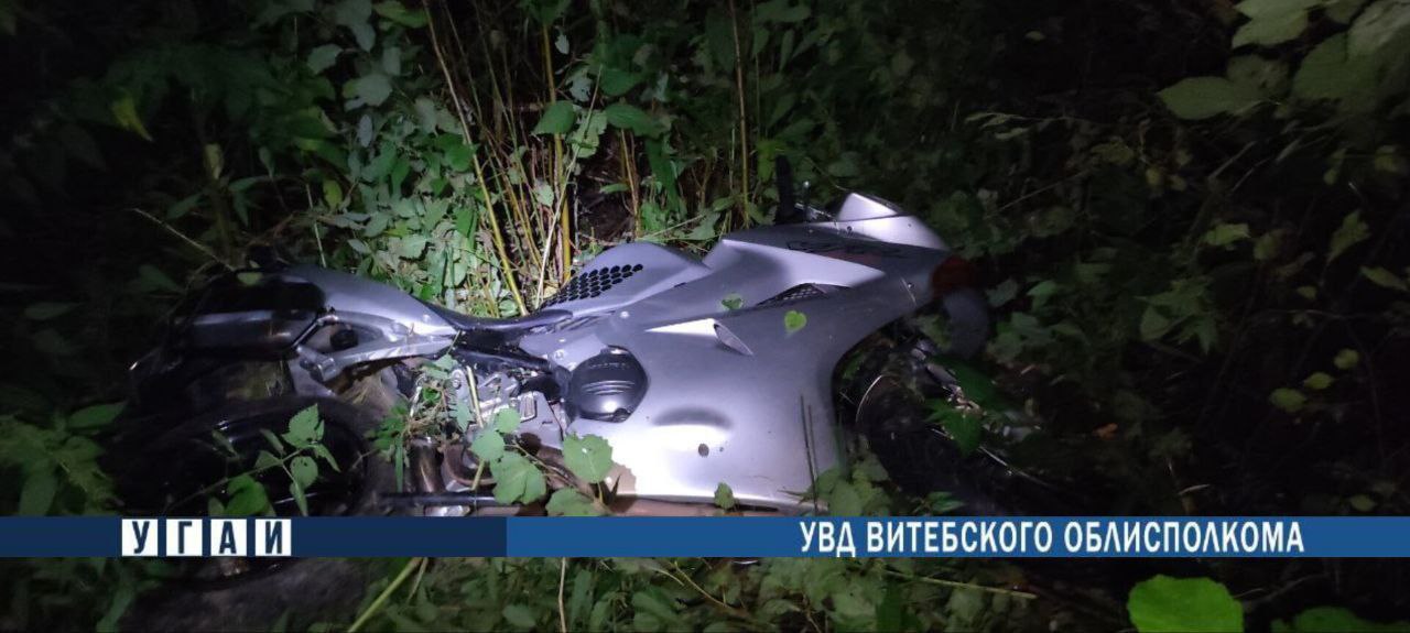 Лось убил байкера в Городокском районе. Фото ГАИ